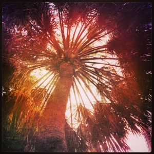 Palmetto Halo by Julia Austine for Meat of the Message